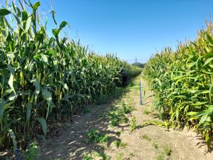 Maize