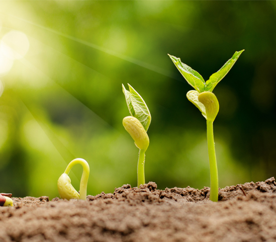 germinating seeds