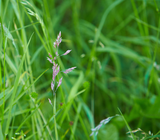 Chewings fescue