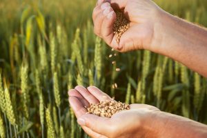 Man pours wheat from hand to hand on the background