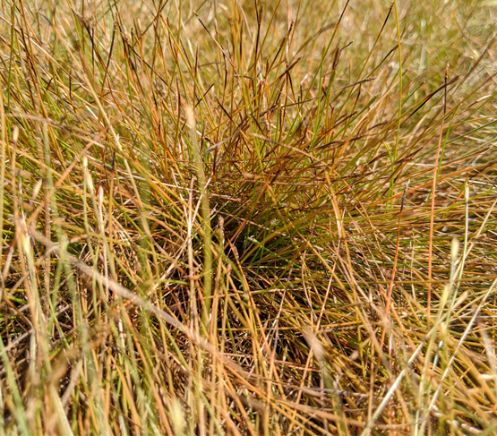 Hard and Sheep’s fescue