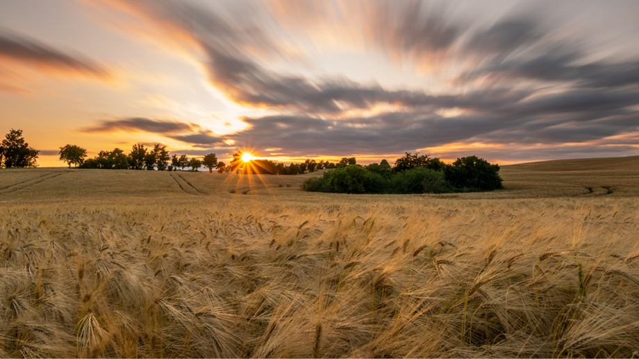 corn field