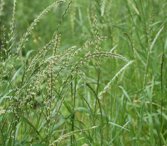 Perennial ryegrass