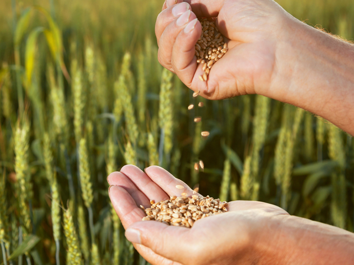 farmer with crops in hand