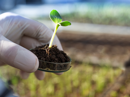 plant sprouting