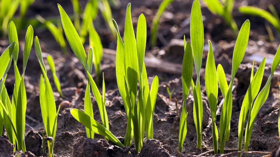 Sprouting seeds