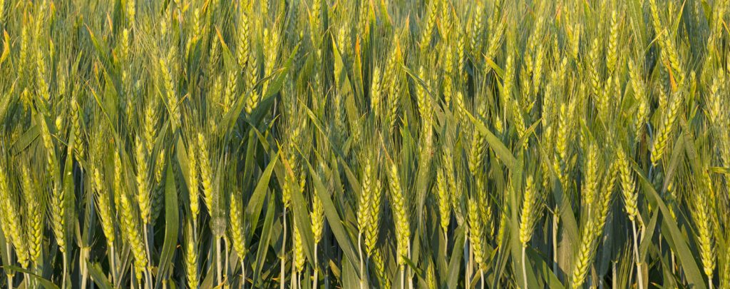 corn field