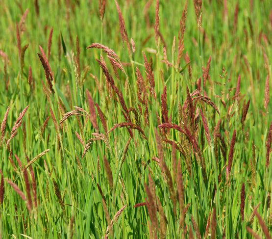 Slender creeping red fescue