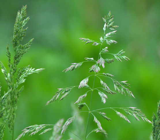 smooth-stalked meadow-grass