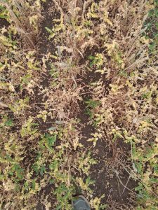 Sowing Kabuli chickpeas with spring wheat