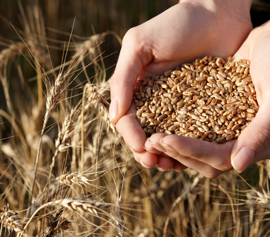 seeds in farmers hands