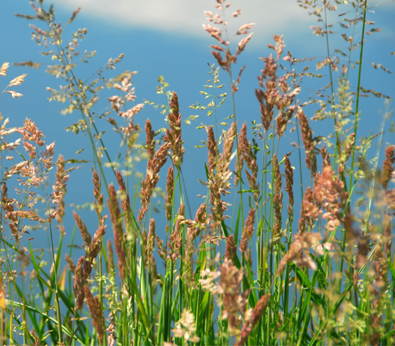 Strong creeping red fescue