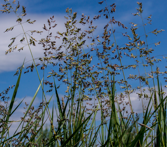 Tall Fescue