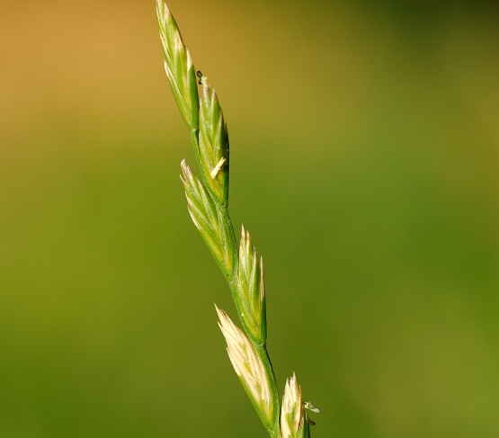 tetraploid ryegrass