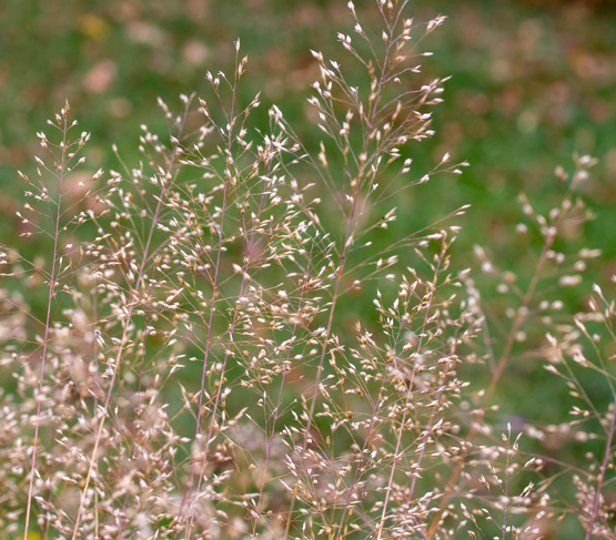 Tufted hair-grass