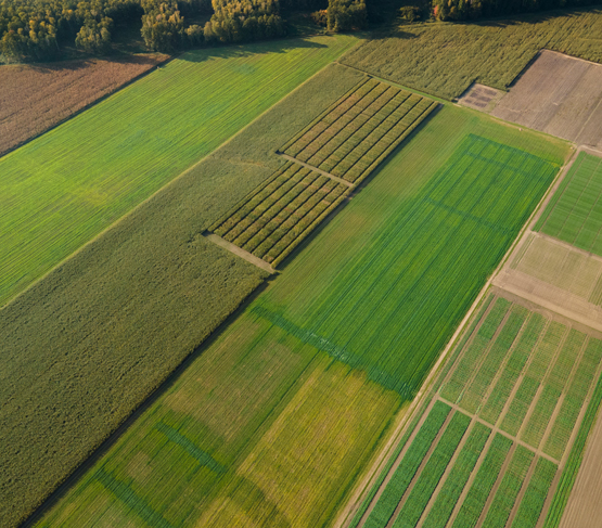 Field trials